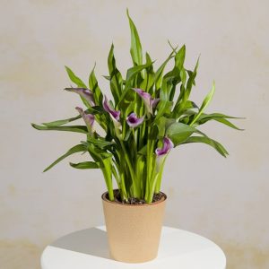 Purple Calla Lily Plant