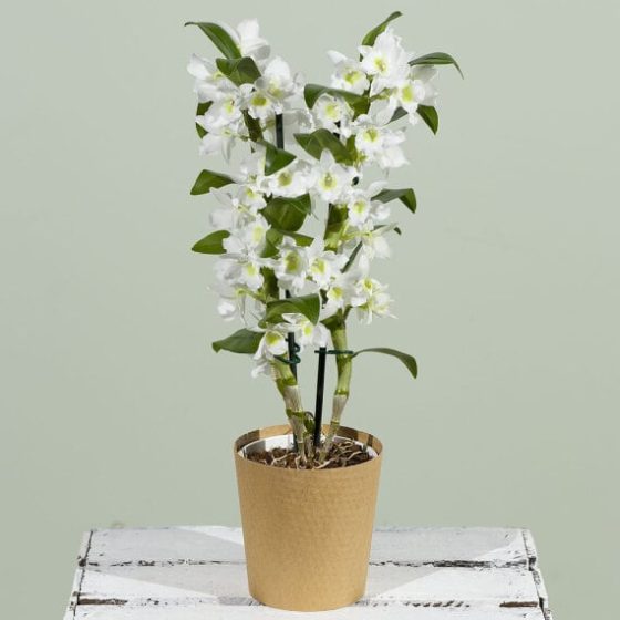 Dendrobium Orchid Plant